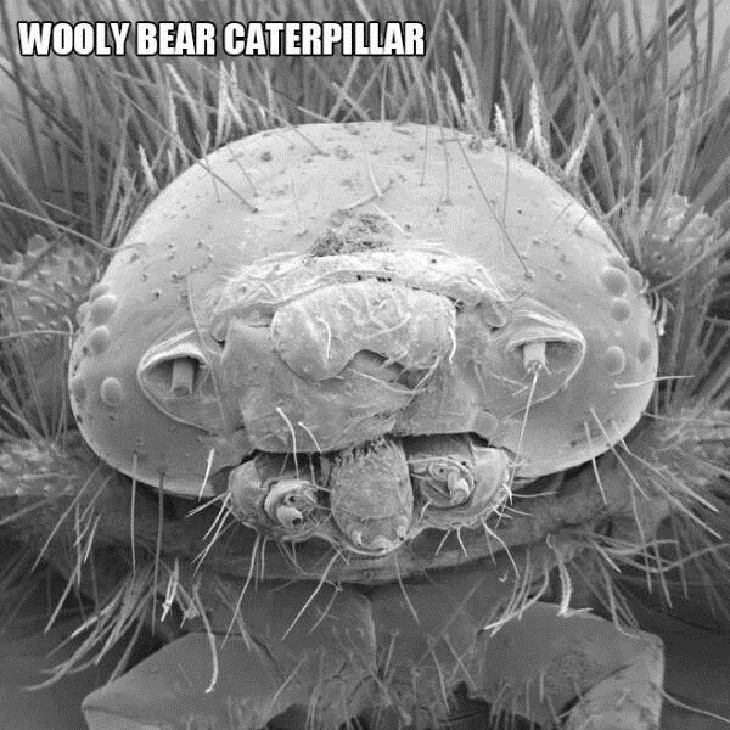 Close-Ups of Bugs & Creatures, woolly bear caterpillar