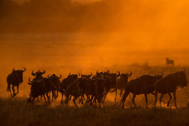 Greatest Maasai Mara Photographer of the Year 2022 Danger Out of Dawn Silka Hullmann (Germany)