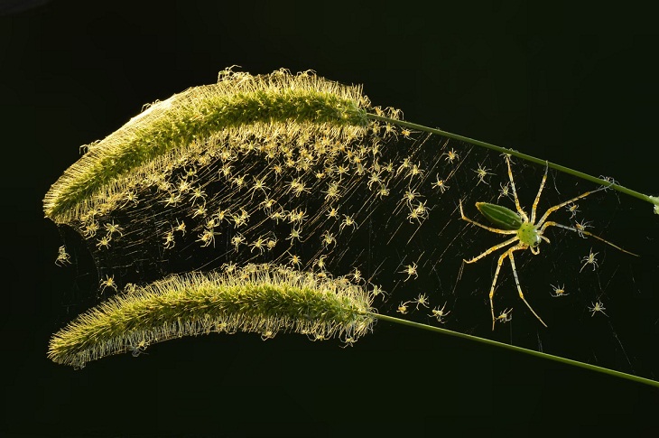 Close-Up Photographer of the Year 2022, green cat spider babies