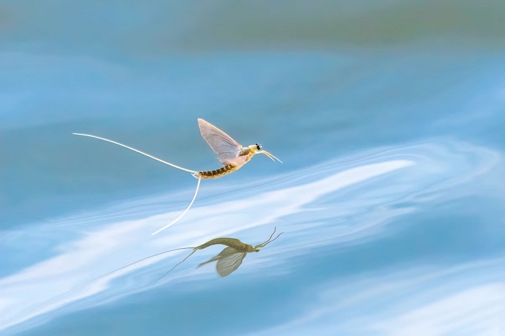 Close-Up Photographer of the Year 2022, tisza mayfly 