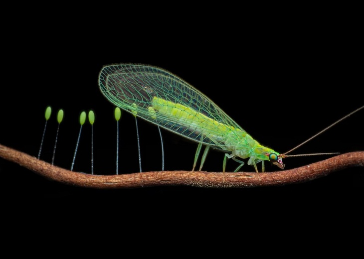 Close-Up Photographer of the Year 2022, lacewing