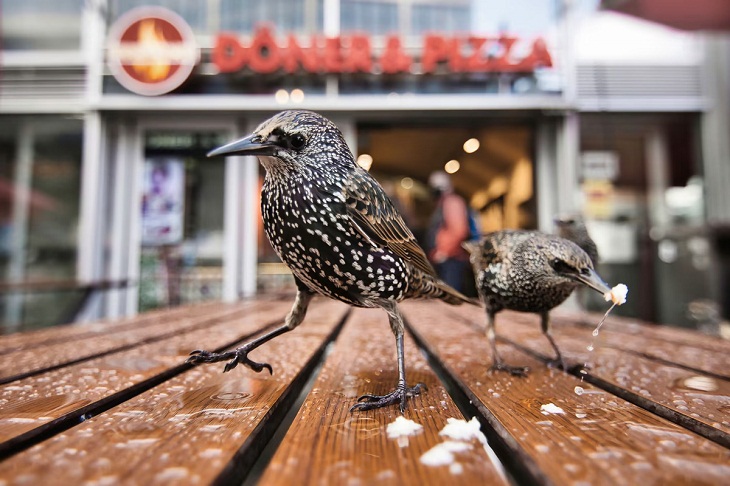 Close-Up Photographer of the Year 2022, Starlings
