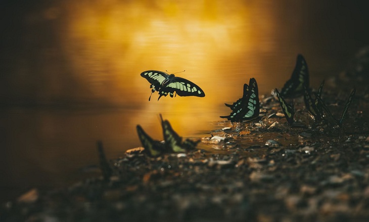 Fotógrafo close-up do ano de 2022 revoada de borboletas
