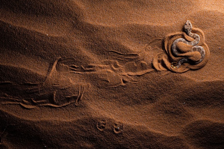 Close-Up Photographer of the Year 2022, Sahara sand viper