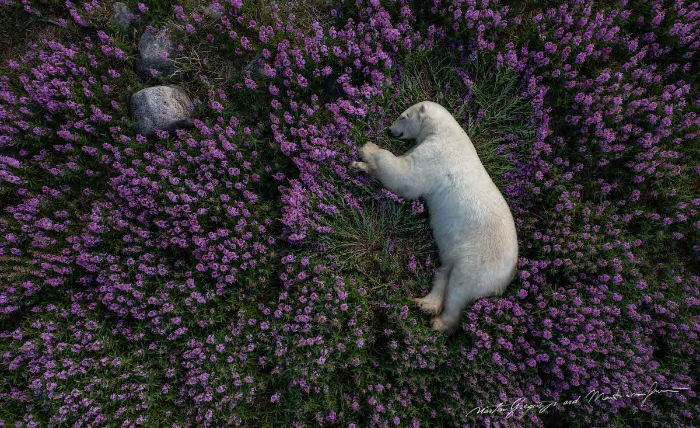 polar bear snoozing in a fireweed field