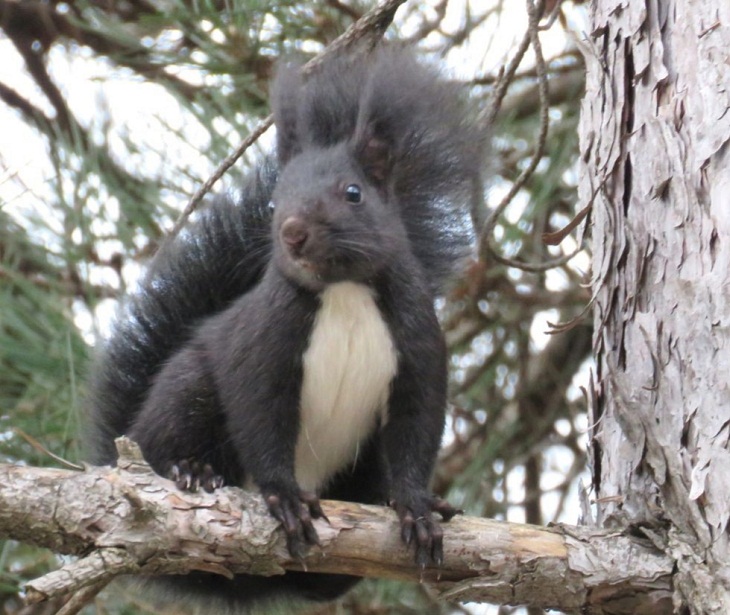 Animais selvagens incríveis da Itália, esquilo da Calábria