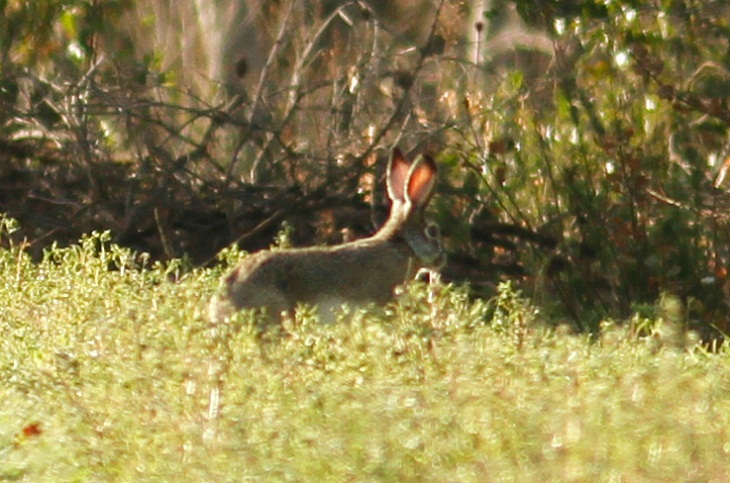 Italy’s Amazing Wild Animals, lebre italiana