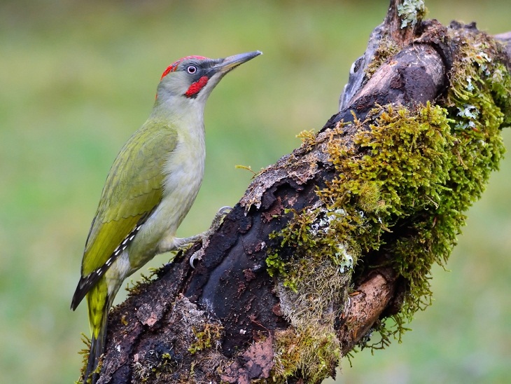 Animais selvagens incríveis da Itália, pica-pau verde