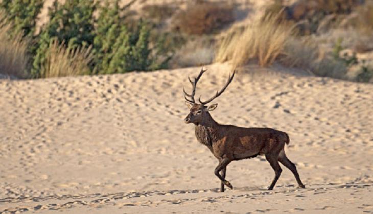 Animais selvagens incríveis da Itália, veado vermelho da Córsega