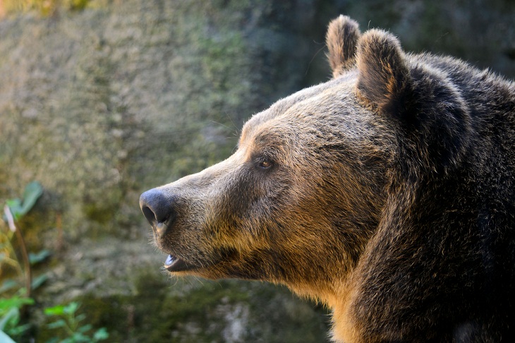 Animais selvagens incríveis da Itália, urso marsicano marrom