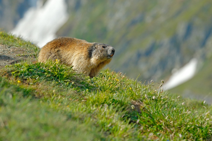 Italy’s Amazing Wild Animals, Alpine Marmot