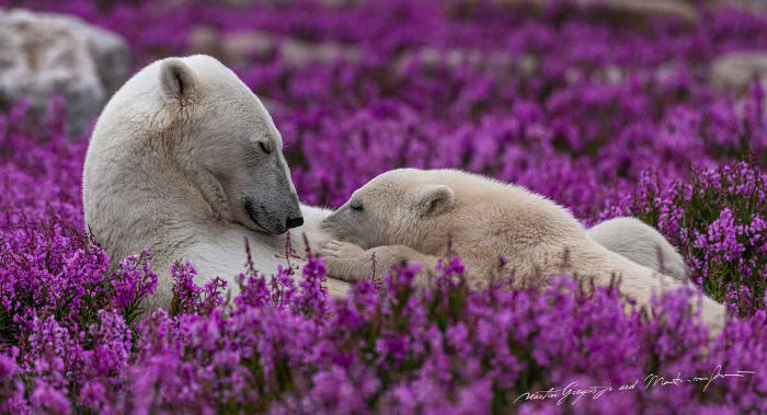 mother polar bear nursing her cub