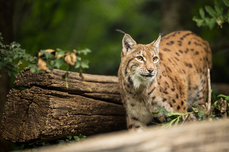 Animais selvagens incríveis da Itália, lince eurasiano