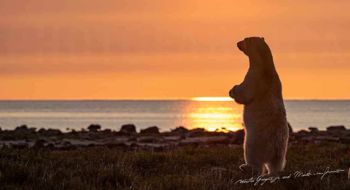 polar bear staring at the sun