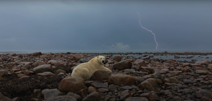 polar bear with lightning in the background 