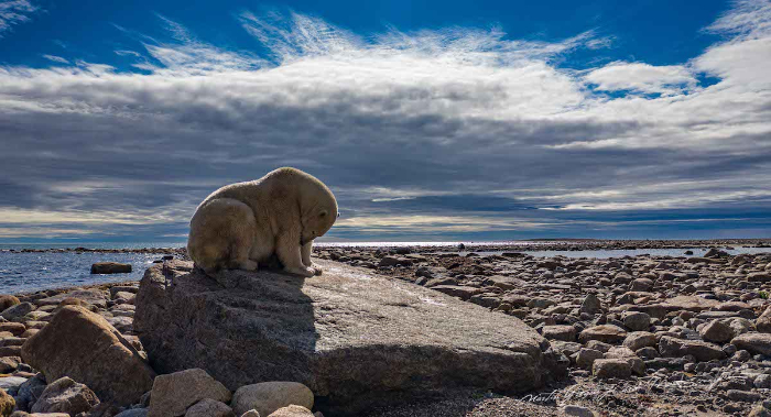 polar bear on the arctic beach