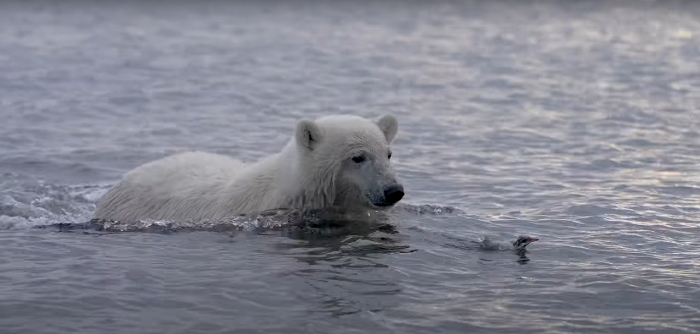 A male polar bear, moments before catching an arctic tern chick