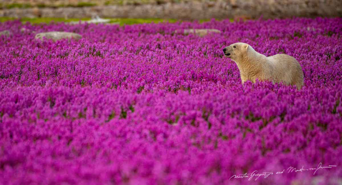 polar bear in field of fireweed