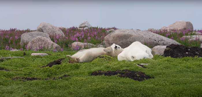 A mama bear nursing her cub