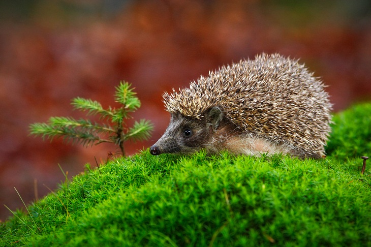 Animais selvagens incríveis da Itália, ouriço de jardim