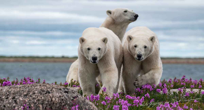 3 polar bears in the arctic summer