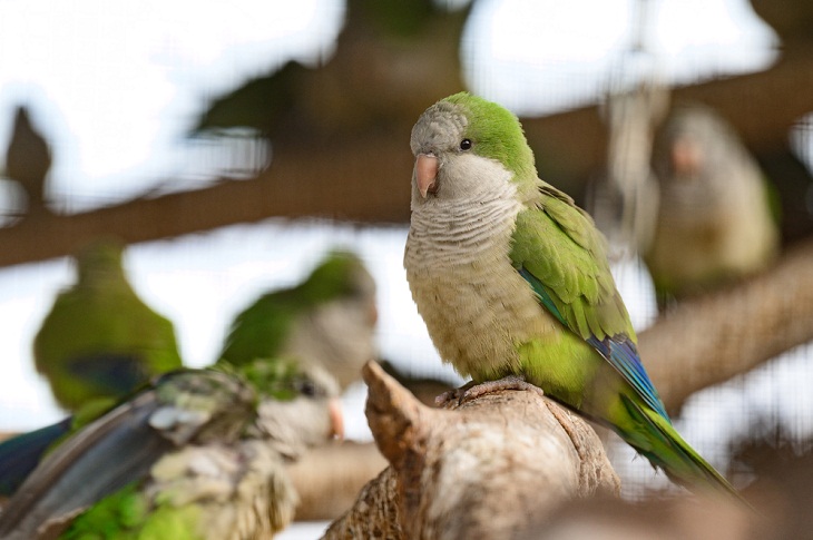 Animais selvagens incríveis da Itália, periquito monge