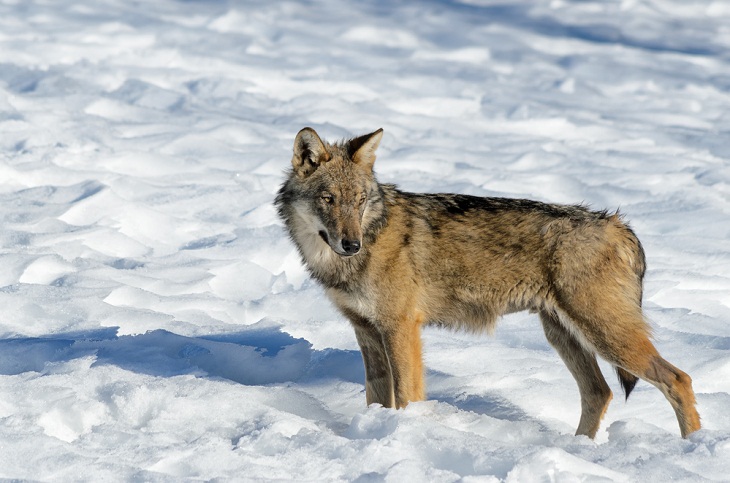 Animais selvagens incríveis da Itália, lobo  italiano