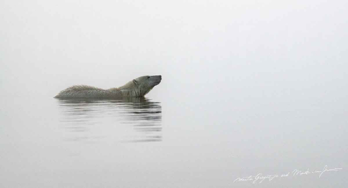 polar bear in silver water 