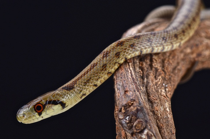 Animais selvagens incríveis da Itália, cobra esculapiana