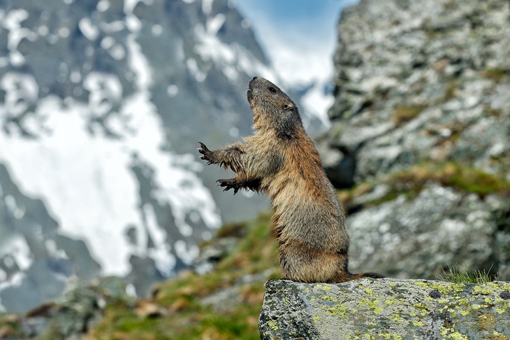 Animais selvagens incríveis da Itália, marmotas