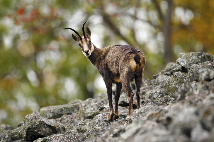 Italy’s Amazing Wild Animals, Alpine Chamois