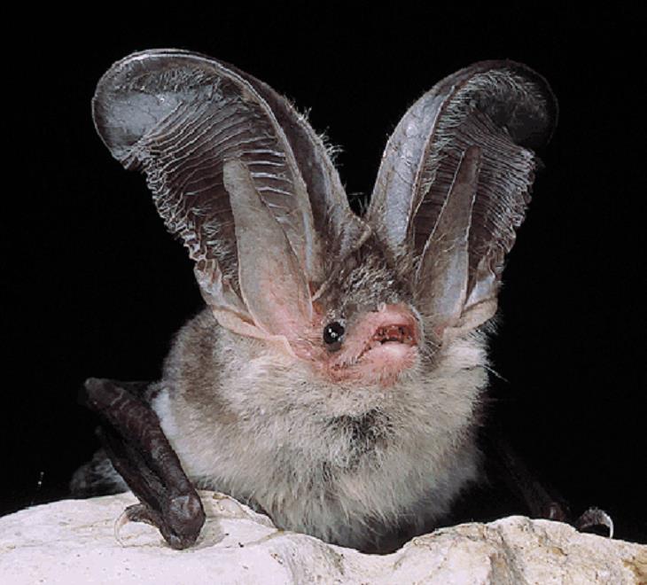 Animais selvagens incríveis da Itália, morcego de orelhas longas da Sardenha