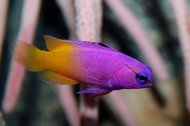 Colorful Fish Royal Gramma (Gramma loreto)