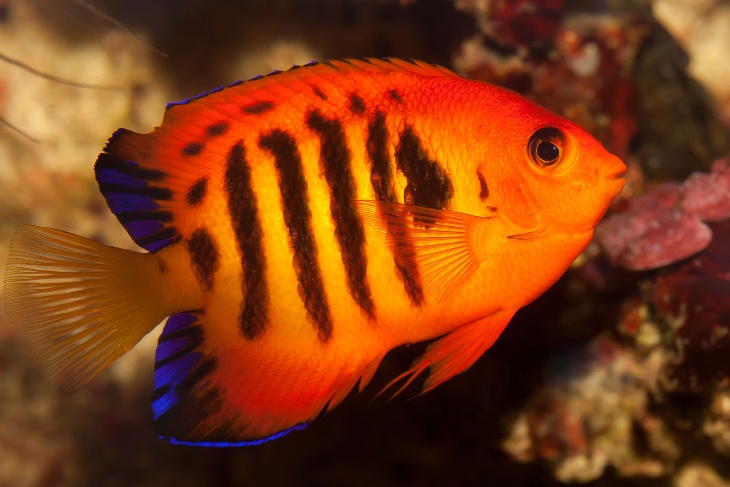 Colorful Fish Flame Angel (Centropyge loricula)