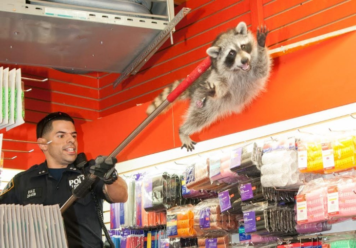raccoon escorted out of beauty salon by cop 