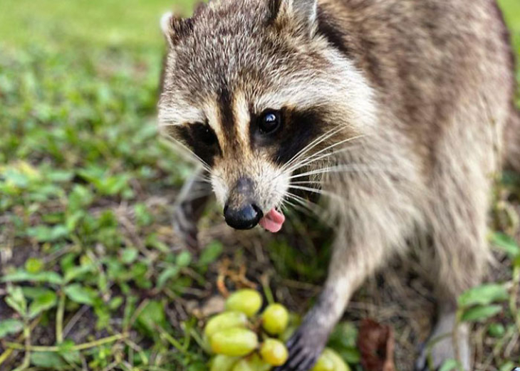 silly raccoon sticking tongue out 