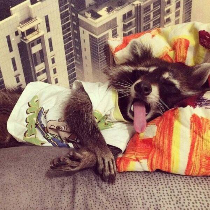 tired raccoon yawning in bed, wearing T shirt 