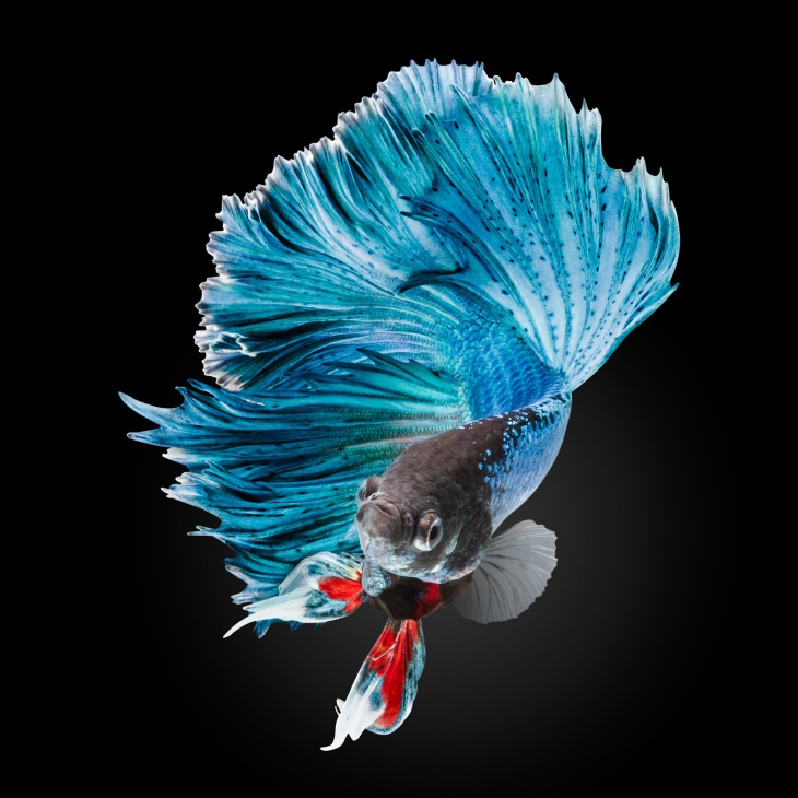 Colorful Fish Halfmoon Betta Fish (Betta splendens var. Halfmoon)