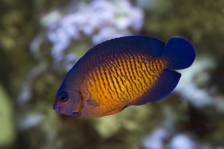 Colorful Fish Coral Beauty (Centropyge bispinosa)