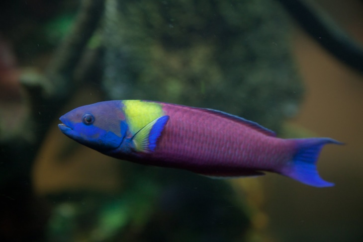 Colorful Fish Cortez Rainbow Wrasse (Thalassoma lucasanum)