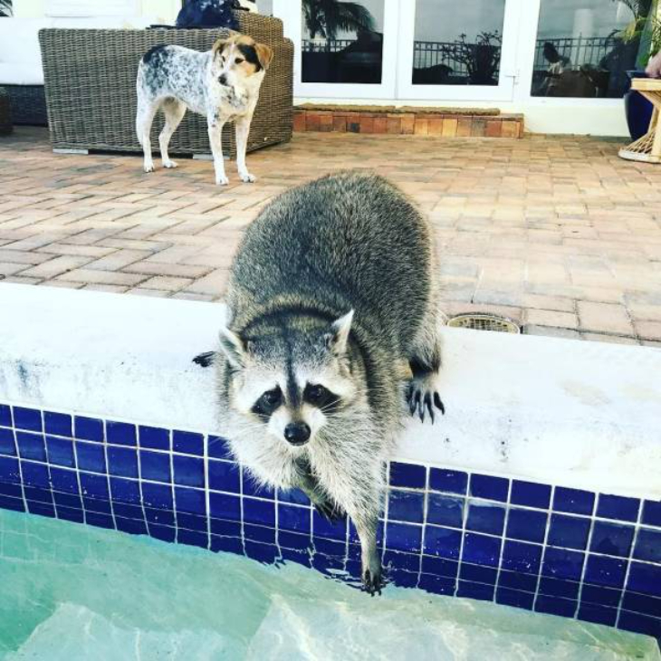raccoon about to fall into pool