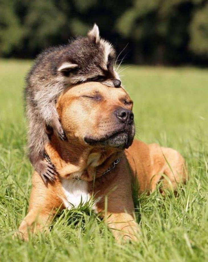 raccoon napping on dog's head 
