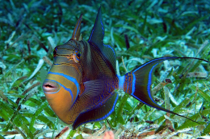 Colorful Fish Queen Triggerfish (Balistes vetula)