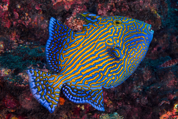 Colorful Fish Blue Lined Triggerfish (Pseudobalistes fuscus)