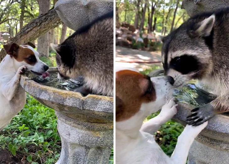 raccoon and dog drinking 