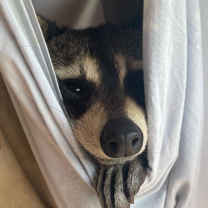 cute raccoon napping
