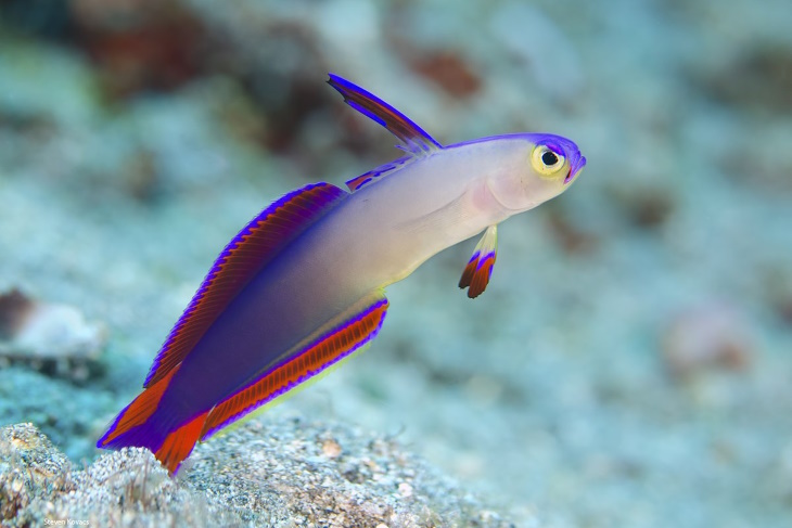 Colorful Fish Purple Firefish (Nemateleotris decora)