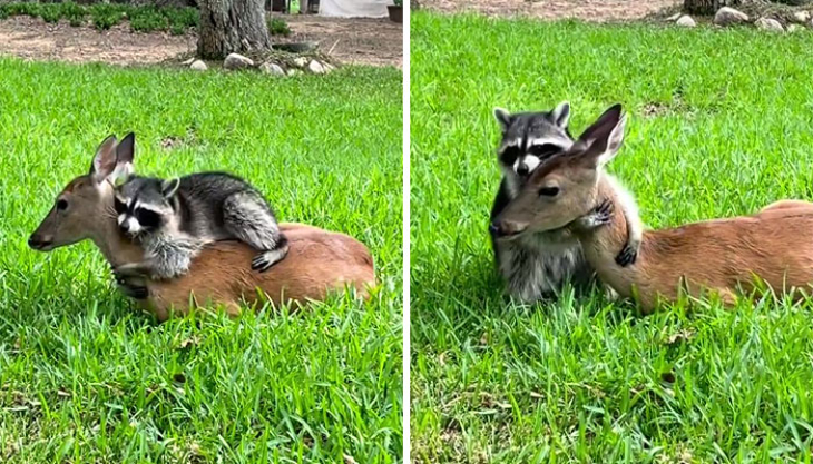 raccoon and fawn - best buddies