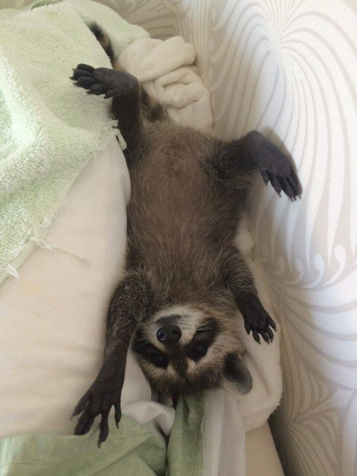 raccoon fell off the bed