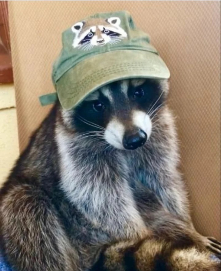 raccoon with a raccoon hat